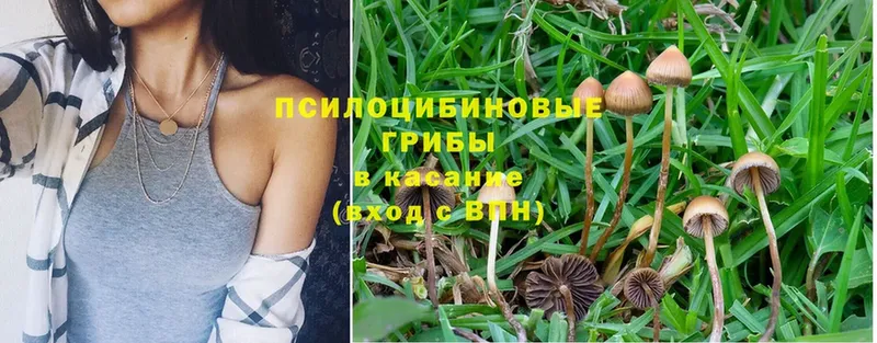 Галлюциногенные грибы Magic Shrooms  даркнет сайт  Купино 